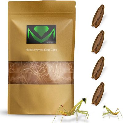 USMANTIS Carolina Praying Mantis Egg Cases with Hatching Habitat Bag (Four Egg Cases - Fresh)  Great for STEM Education, Fun Pets, and Beneficial for Gardens (50200 Nymphs per Case)