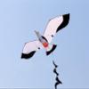 1.4M Bird kite Seagull Flying kite view 4