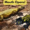 3D Printed Realistic Uromastyx with Articulating Limbs, Movable Tail, and Functional Jaw  Lifelike Collectible Reptile Model - 13" Long - Spiny Tailed Lizard view 2