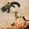 3D Printed Realistic Uromastyx with Articulating Limbs, Movable Tail, and Functional Jaw  Lifelike Collectible Reptile Model - 13" Long - Spiny Tailed Lizard view 3