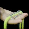 blue-ther Grandma's Miracle Rope Through Ball Magic Tricks Magician Magia Props Stage Illusions Gimmicks Comedy Accessories view 1