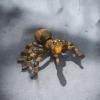Large Articulated Toy Animals and Figurines | Home Dcor and Office Desk Toys | Autism, ADHD, Sensory | 3D Printed Gift (Spider, Tarantula) view 2