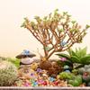 Tindobewan 100Pcs Super Mini Resin Turtles for Crafts Luminous Miniature Tiny Turtle for Fairy House Party Favors Micro Landscaping Decor(Little Turtles) view 4