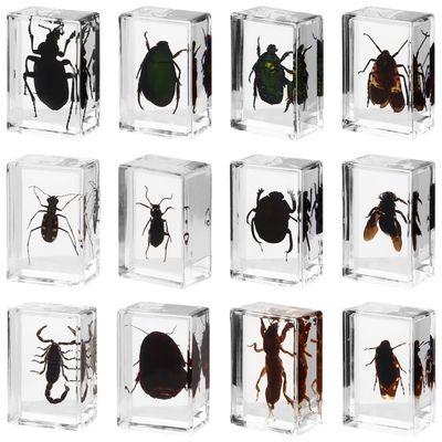 12 Bug Specimen Resin Blocks, Real Insects Preserved in Resin, Educational Science Toy for Kids, Men, and Women