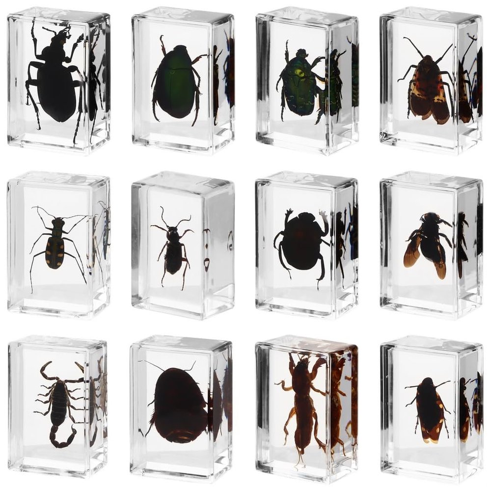 12 Bug Specimen Resin Blocks, Real Insects Preserved in Resin, Educational Science Toy for Kids, Men, and Women