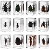 12 Bug Specimen Resin Blocks, Real Insects Preserved in Resin, Educational Science Toy for Kids, Men, and Women view 1