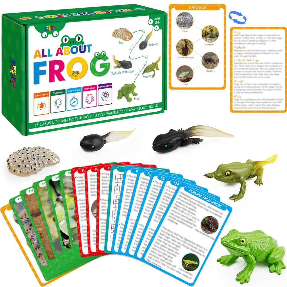15 Frog Life Circle Flashcards with 5 Plastic Figurines, Frogs Introduction Cards Plastic Insects Tadpole to Frog Kit Toy for Kids, Adults, Animal Lovers