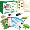 15 Frog Life Circle Flashcards with 5 Plastic Figurines, Frogs Introduction Cards Plastic Insects Tadpole to Frog Kit Toy for Kids, Adults, Animal Lovers view 1