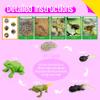 15 Frog Life Circle Flashcards with 5 Plastic Figurines, Frogs Introduction Cards Plastic Insects Tadpole to Frog Kit Toy for Kids, Adults, Animal Lovers view 4