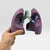 4D Lung Anatomical Model, Human Lung Model with Anti-Slip Base, High Simulation and Removable Design, Detachable Parts and Easy to Carry & Display, for Respiratory Study and Teaching Display view 3