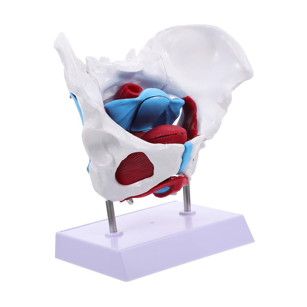 1pc Female Model Detailed Anatomy for Teaching Material Portable Design for Educational Use Anatomy and