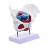 1pc Female Model Detailed Anatomy for Teaching Material Portable Design for Educational Use Anatomy and view 1
