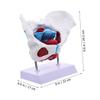 1pc Female Model Detailed Anatomy for Teaching Material Portable Design for Educational Use Anatomy and view 2