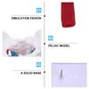 1pc Female Model Detailed Anatomy for Teaching Material Portable Design for Educational Use Anatomy and view 3