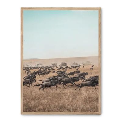 AlexandreHouse Image Wildebeest Stampede_FASE5