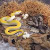 10PCS 5Inch Solid Realistic Boa Constrictor Figurine Python Figurine Snake Figures For Kids Cobra Life Cycle With Leaves Model Diorama Supplies Birthday Party Favors Cake Topper For Boys Girls Kid view 3