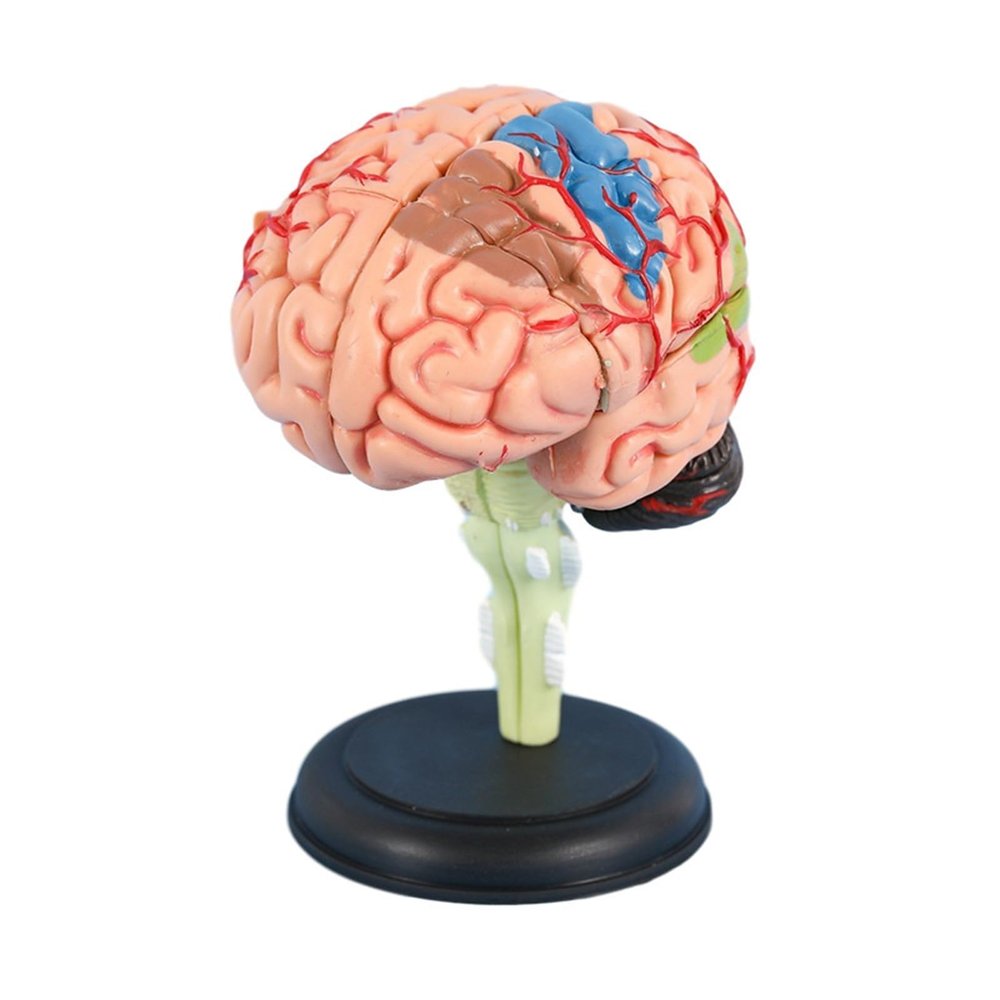 4D Anatomy Brain Model, Human Brain Model Anatomy, Disassembled Human Brain Model, Human Brain Structure Anatomy Medical Teaching Learning Tool