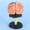 4D Anatomy Brain Model, Human Brain Model Anatomy, Disassembled Human Brain Model, Human Brain Structure Anatomy Medical Teaching Learning Tool view 2
