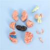 4D Anatomy Brain Model, Human Brain Model Anatomy, Disassembled Human Brain Model, Human Brain Structure Anatomy Medical Teaching Learning Tool view 3