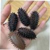 Abaodam 4pcs Mini Sea Cucumber Models Realistic Educational Props for Home Decoration and Photography Lightweight Sea Slug Figurines for Cognitive Learning and Display view 2