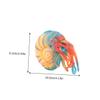 Abaodam Nautilus Model Realistic Simulation Animal Toy for Boys and Girls Educational Nautilus Plaything for Home Decor and Aquariums Brightly and Details view 2