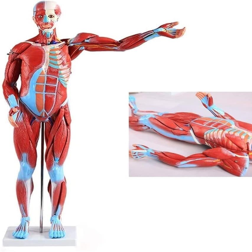34 Inch Human Muscle Anatomy Model, Life-Size Muscle Model 27 Removable Parts, Over 300 Identifiable Structures Superficial Anatomy Muscle Motor System Learning Tool