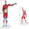 34 Inch Human Muscle Anatomy Model, Life-Size Muscle Model 27 Removable Parts, Over 300 Identifiable Structures Superficial Anatomy Muscle Motor System Learning Tool view 2