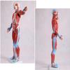 34 Inch Human Muscle Anatomy Model, Life-Size Muscle Model 27 Removable Parts, Over 300 Identifiable Structures Superficial Anatomy Muscle Motor System Learning Tool view 3