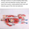 34 Inch Human Muscle Anatomy Model, Life-Size Muscle Model 27 Removable Parts, Over 300 Identifiable Structures Superficial Anatomy Muscle Motor System Learning Tool view 4