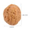 Abaodam 6pcs Realistic Faux Walnut Models for Food Display and Educational Play Lifelike Artificial Nuts for Home and Photography Props view 2