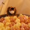Realhaha Ball Pit Balls 500 Play Balls Plastic Balls for Baby Girls Toddlers Kids Play Tent Pool Playhouse Playpen Party Decoration, Pink Yellow view 4