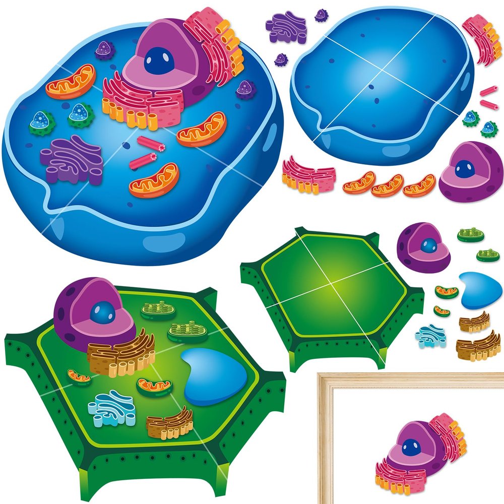 2 Set Magnetic Animal and Plant Cell Model Clearly Magnets Anatomy Models Educational Science Kits Back to School Biology Classroom Decor for Lab Decorations Teacher Must Haves Learning Teaching Aid