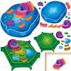 2 Set Magnetic Animal and Plant Cell Model Clearly Magnets Anatomy Models Educational Science Kits Back to School Biology Classroom Decor for Lab Decorations Teacher Must Haves Learning Teaching Aid view 1