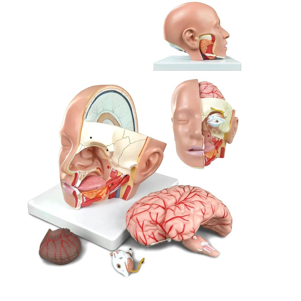4-Part Life-Size -Brain Cross-Section Anatomy of Human Anatomical Model for Natural Sciences Classroom Education Study Lessons Display