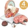 4-Part Life-Size -Brain Cross-Section Anatomy of Human Anatomical Model for Natural Sciences Classroom Education Study Lessons Display view 2