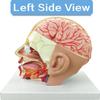 4-Part Life-Size -Brain Cross-Section Anatomy of Human Anatomical Model for Natural Sciences Classroom Education Study Lessons Display view 3