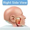 4-Part Life-Size -Brain Cross-Section Anatomy of Human Anatomical Model for Natural Sciences Classroom Education Study Lessons Display view 4