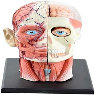 4D Vision Removable 12 Parts of Human Anatomy Model-Skull Brain Anatomical Model Puzzle Medical Science Teaching Tool