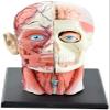 4D Vision Removable 12 Parts of Human Anatomy Model-Skull Brain Anatomical Model Puzzle Medical Science Teaching Tool view 1