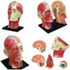 4D Vision Removable 12 Parts of Human Anatomy Model-Skull Brain Anatomical Model Puzzle Medical Science Teaching Tool view 2