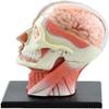4D Vision Removable 12 Parts of Human Anatomy Model-Skull Brain Anatomical Model Puzzle Medical Science Teaching Tool view 3