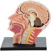 4D Vision Removable 12 Parts of Human Anatomy Model-Skull Brain Anatomical Model Puzzle Medical Science Teaching Tool view 4