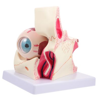 ABOOFAN Medical Eyeball Orbital Enlargement Model Anatomical Human Eye Study Aid for Classroom Professionals Hand Painted Detail for Anatomy Pathological Changes