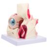 ABOOFAN Medical Eyeball Orbital Enlargement Model Anatomical Human Eye Study Aid for Classroom Professionals Hand Painted Detail for Anatomy Pathological Changes view 1