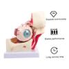 ABOOFAN Medical Eyeball Orbital Enlargement Model Anatomical Human Eye Study Aid for Classroom Professionals Hand Painted Detail for Anatomy Pathological Changes view 4