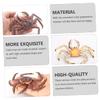 Abaodam 1Pc Realistic Plastic Crabs Model Educational Animals Ornament for Collectible Figurine for Learning and Play for Teachers and Enthusiasts view 2