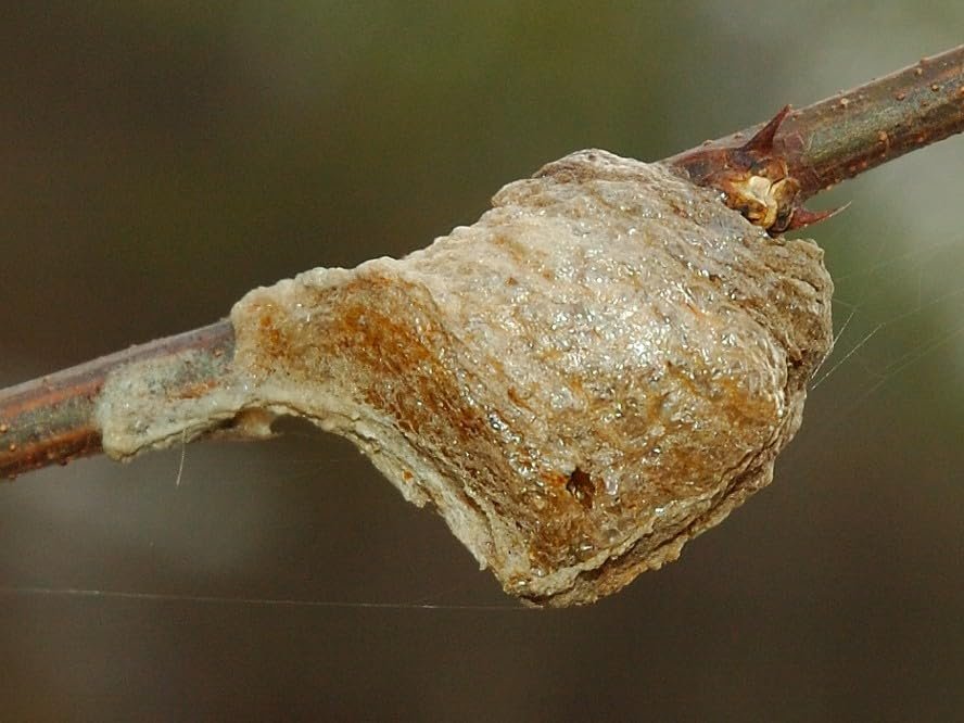 3 -Chinese Praying Mantis Egg Pods - Medium Size Pods - New Crop - Aprox 20 to 500 hatchlings per pod.