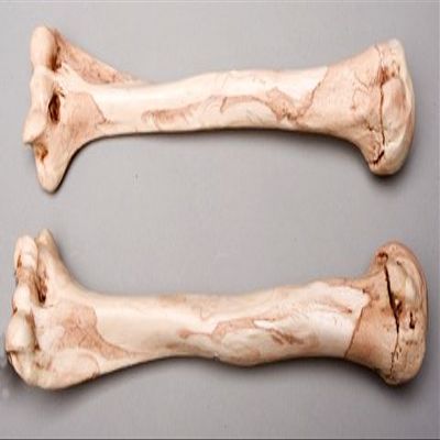 Aged Humerus Bones Left and Right