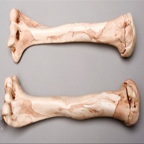 Aged Humerus Bones Left and Right