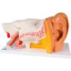 3B Anatomical Model - 6 Part Classic Ear 3X view 1